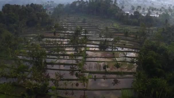 Drone Rice Field Terraces Rainy Season Indonesia Bali Island Scenic — Stockvideo