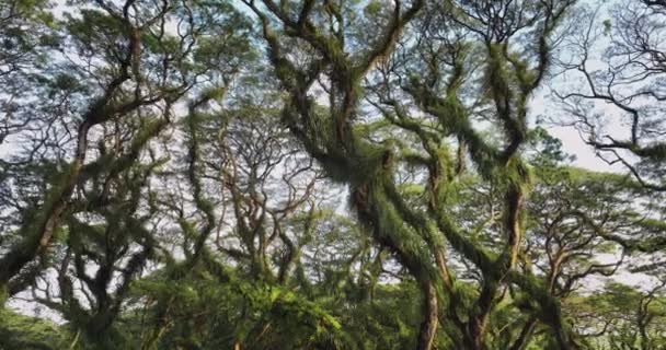 Ветви Деревьев Трембези Покрыты Эпифитами Травой Лес Джаватан — стоковое видео