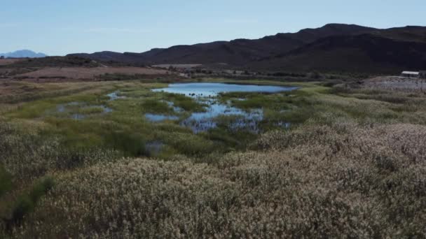 Aerial Slow Forward Tracking Farm Lake Dry Grass Reeds Swaying — Stock videók