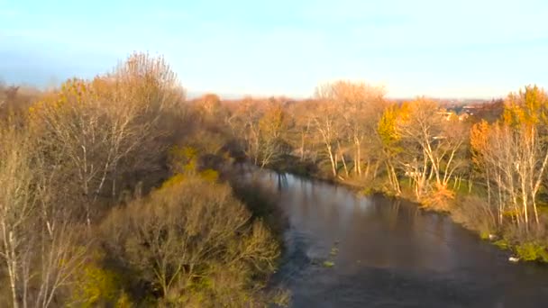 Aerial Shot Flow River Surrounded Warm Yellow Trees — Stock videók