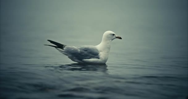 Closeup Seagull Diving Feeding Shallow Foggy Lake Water Waves Rising — Stock video