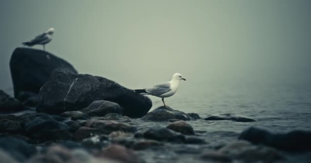 Closeup Seagull Flying Landing Foggy Lake Rock Waves Rising Tide — Stock videók