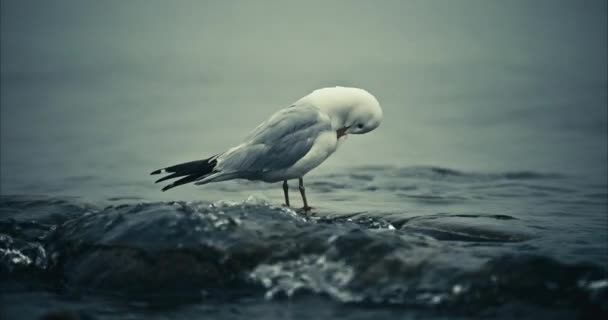 Closeup Seagull Standing Rock Foggy Lake Waves Rising Tide Slow — Vídeo de stock