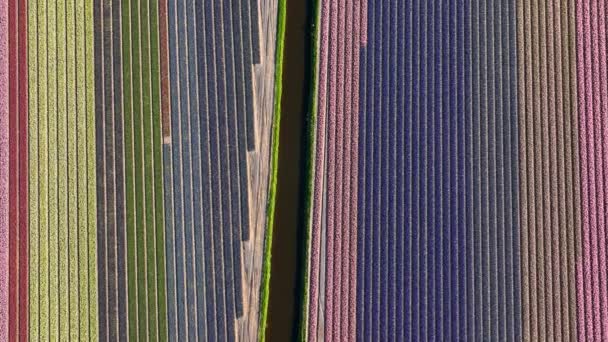 Colorful Rows Blossoming Flowers Bollenstreek Tulip Season Aerial — Αρχείο Βίντεο