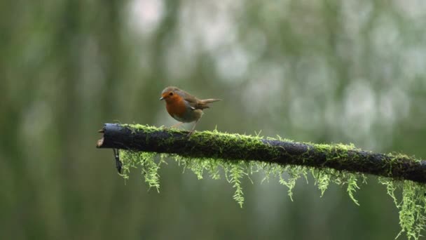 Wide Shot European Robin Moss Covered Branch Woods Looking Flying — Stok video