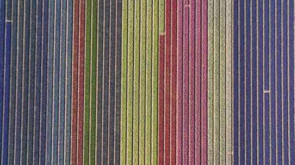 Colorful Flower Field Rows Bollenstreek Netherlands Aerial Overhead — Stok video