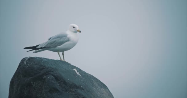 Closeup Lone Seagull Standing Large Rock Foggy Lake Slow Motion — Stock video