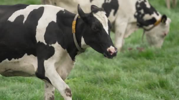 Silly Cow Released Out Green Field Spring Running Slow Motion — ストック動画