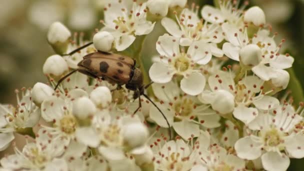 Spotted Longhorn Beetle Judolia Cerambyciformis Feeds White Firethorn Flower Close — 비디오