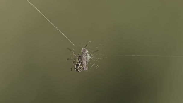 Orb Web Spider Prey Covered Web Blurred Background Close Shot — Αρχείο Βίντεο