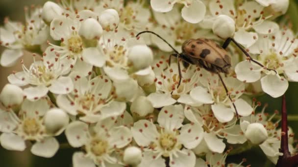 Pyracantha Firethorn Beyaz Çiçekleriyle Beslenen Böcek Judolia Cerambyciforis Yaklaş Makro — Stok video