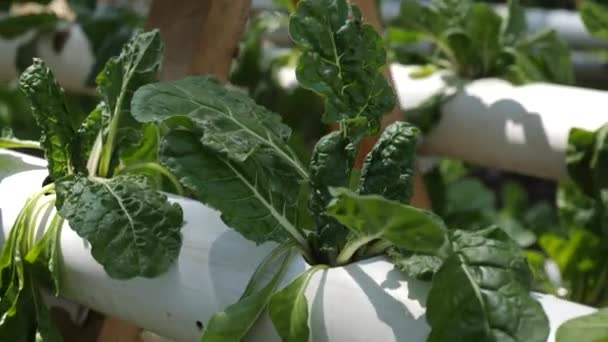 Fresh Natural Leaves Spinach Growing Garden — Αρχείο Βίντεο