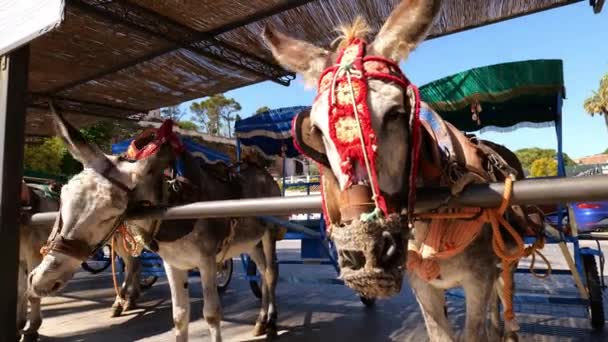 Donkey Embroidered Bridle Tied Stable Donkey Taxi Service Mijas Malaga — 비디오