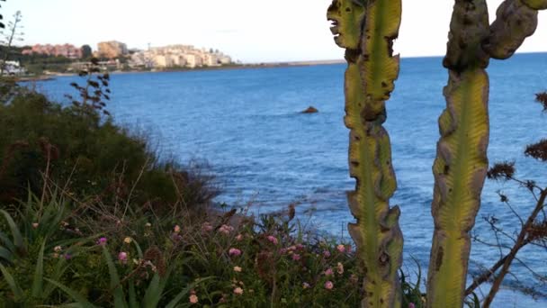 Wildflowers Growing Hil Overlooking Seascape Handheld — Stock video