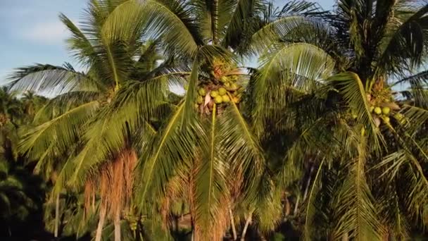 Beautiful Scene Coconuts Palm Tree Aerial Circling — Video