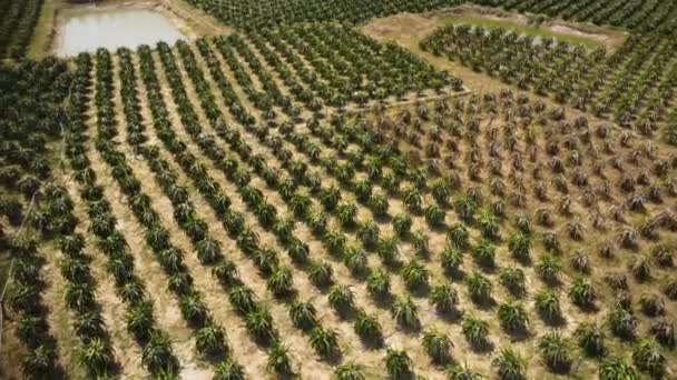 Dragon Fruit Trees Growing Rows Pitaya Farm Vietnam Aerial Drone — Videoclip de stoc