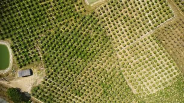 Zoom Aerian Sus Jos Plantație Pitaya Fructe Dragon Rânduri Cetate — Videoclip de stoc