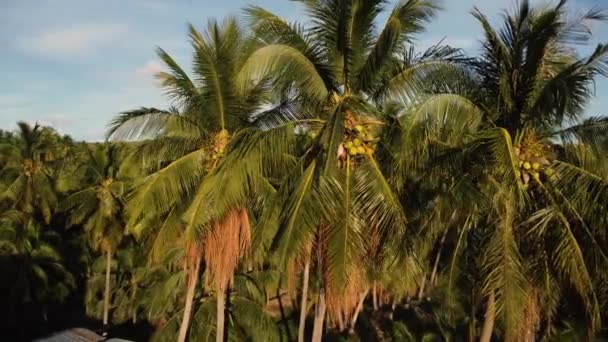 Aerial Top Coconut Palm Trees Tropical Paradise Golden Sun Light — стоковое видео