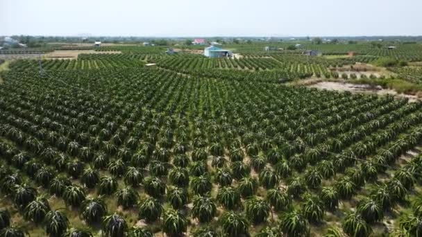 Endless Plantation Dragonfruit Vietnam Aerial Fly View — Stockvideo