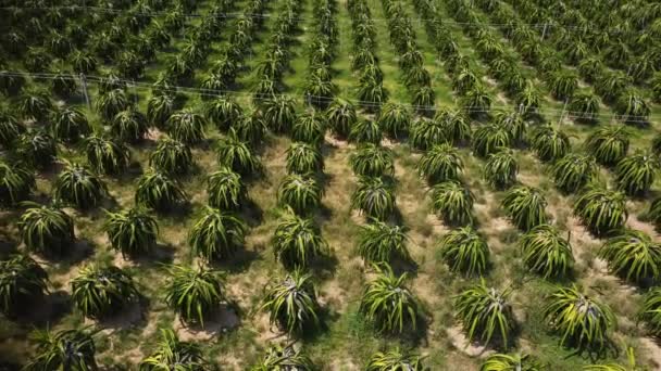 Aerial View Dragon Fruit Fields Nam Trung Vietnam Mountain Revealed — Stockvideo