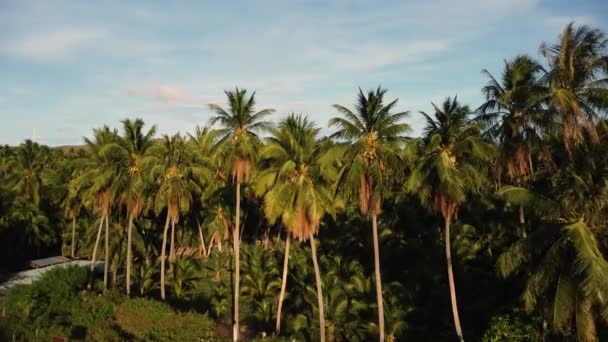Tall Coconut Palm Tree Forest Vietnam Aerial Sunny Evening Sunet — Vídeos de Stock