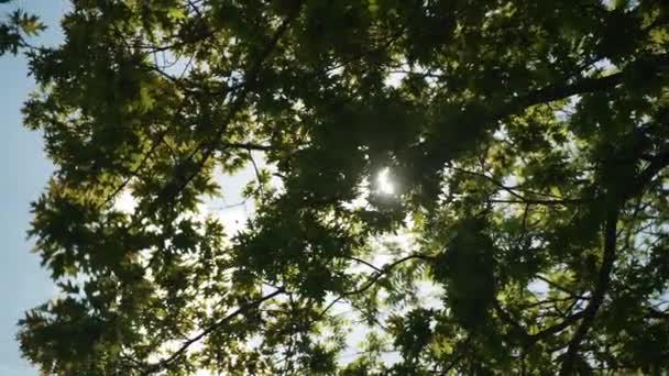 Sun Peeks Foliage Large Tree Casting Flare Spins Whimsical Point — Vídeos de Stock