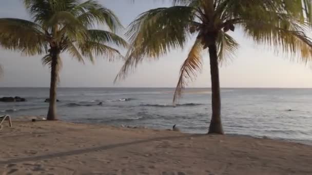 Tropikal Adada Tropikal Dinlenme — Stok video