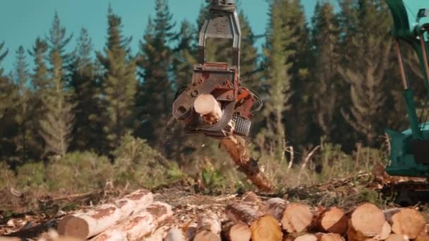 Feller Buncher Stripping Bark Pine Tree Log Logging Industry — 비디오