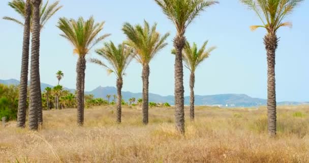 Strzał Palm Parku Playa Pinar Beach Rejonie Grau Castellon Hiszpania — Wideo stockowe