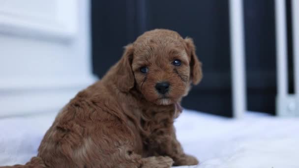 Retrato Cachorro Bonito Recém Nascido Goldendoodle Sentado Cobertor Interior — Vídeo de Stock