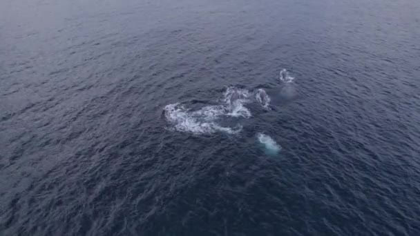 Pod Humpback Whales Swimming Blowing Water Tasman Sea Baleen Whales — Stock Video