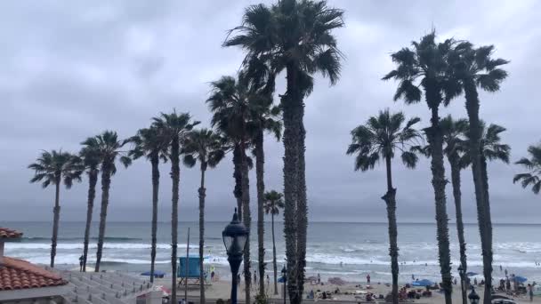 Bird Lands Palm Tree Blowing Wind Summer Day Beach Estacionária — Vídeo de Stock