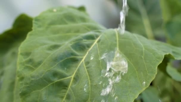 Pouring Water Green Leaf Garden Close — Stockvideo