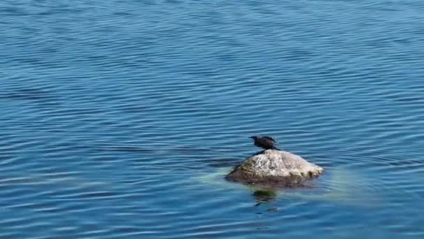 Cormorant Phalacrocorax Carbo Flies Rock Vaindloo Island Baltic Sea Estonia — 图库视频影像