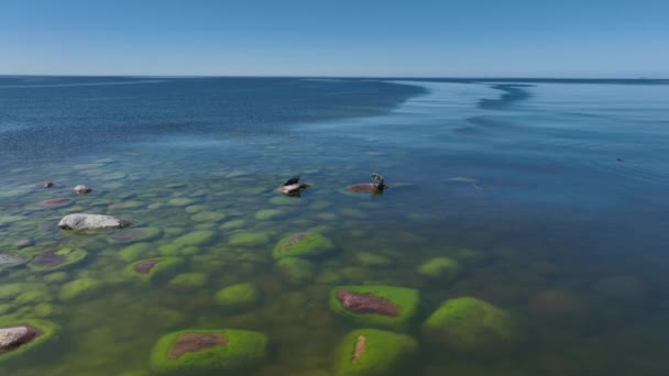 Arial View Two Grey Seals Halichoerus Grypus Лежить Скелях Поблизу — стокове відео