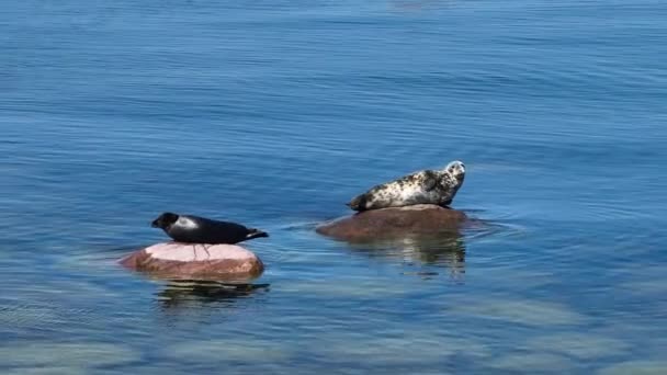 Arial View Grey Seals Halichoerus Grypus Lying Rocks Vaindloo Island — Vídeos de Stock