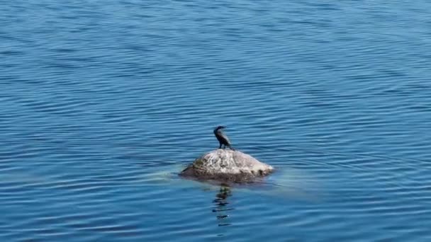 Cormorant Phalacrocorax Carbo Sits Rock Baltic Sea Island Vaindloo — Vídeo de stock