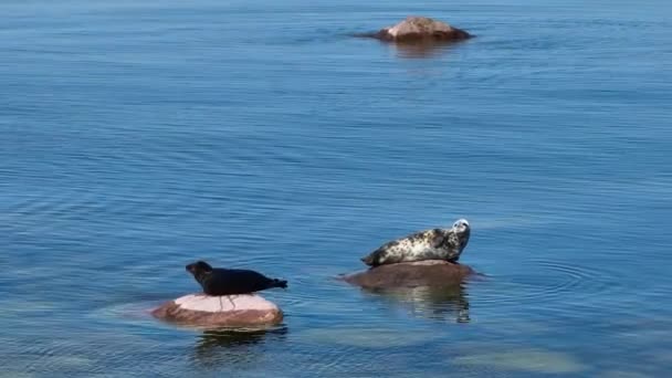 Arial View Grey Seals Halichoerus Grypus Lying Rocks Vaindloo Island — Stockvideo