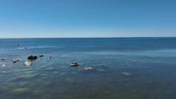 Grey Seal Halichoerus Grypus Goes Swim Large Rock Vaindloo Island — Stockvideo