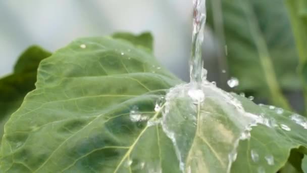 Dripping Water Green Leaf Close — Video Stock