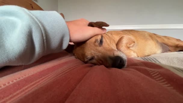 Tired Old Jack Russel Dog Falling Asleep Whilst Owner Giving — Vídeos de Stock