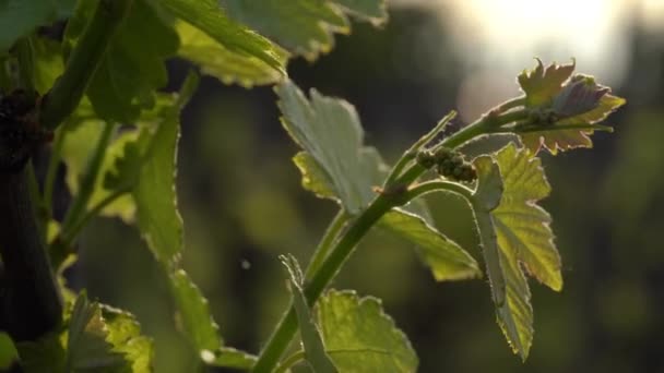 Young Leaves Vine Flower Vineyard Sunrise Macro Shot — Vídeo de stock