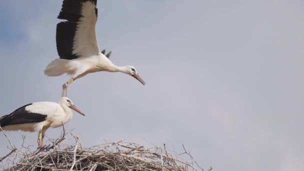 Paio Cicogne Nel Nido Uno Degli Uccelli Sta Ballando Saltando — Video Stock