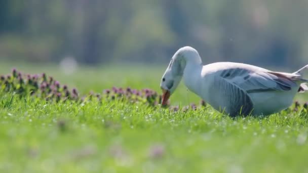 Lone White Greylag Goose Feeding Lush Green Farmland Meadow Parallax — Stok video