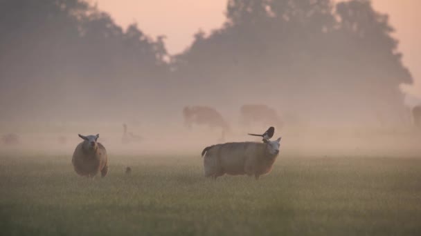 Curious Bird Behaviour Magpie Perches Sheep Eat Bugs Symbiosis — Vídeo de Stock