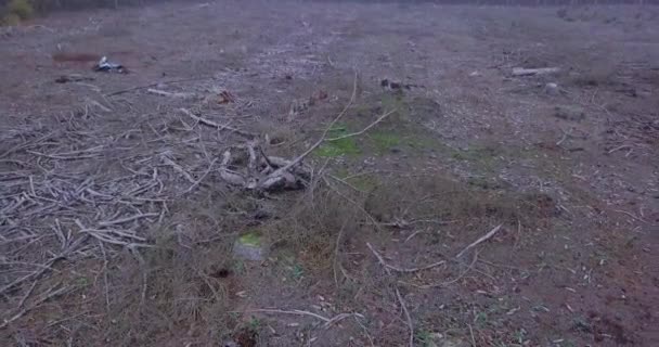 Pile Dried Branches Trees Forest Ground Affected Deforestation Aerial — Stock video