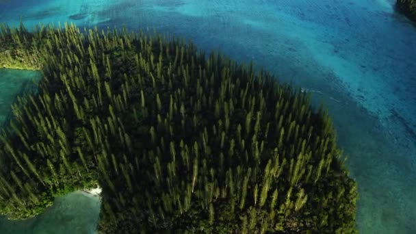 Vista Pájaro Volando Sobre Una Pequeña Isla Pinos Columnares Bahía — Vídeos de Stock