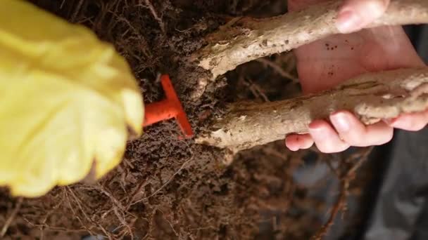 Čištění Kořenů Malého Stromku Pro Přesazování Drobnými Zahradnickými Hráběmi Rukavicemi — Stock video