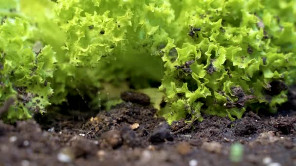 Watering Batavia Lettuce Garden Close — Vídeos de Stock