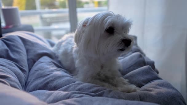 可愛いですマルチーズ犬横に毛布上のソファ観察 — ストック動画